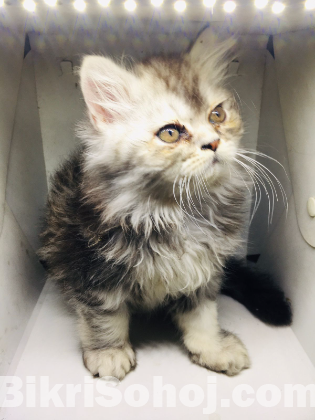 Traditional persian kitten. Male